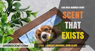 Can Dogs Remember Every Scent? Unraveling Their Olfactory Memory