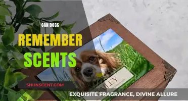 Can Dogs Remember Scents? Unlocking Their Olfactory Memory Secrets