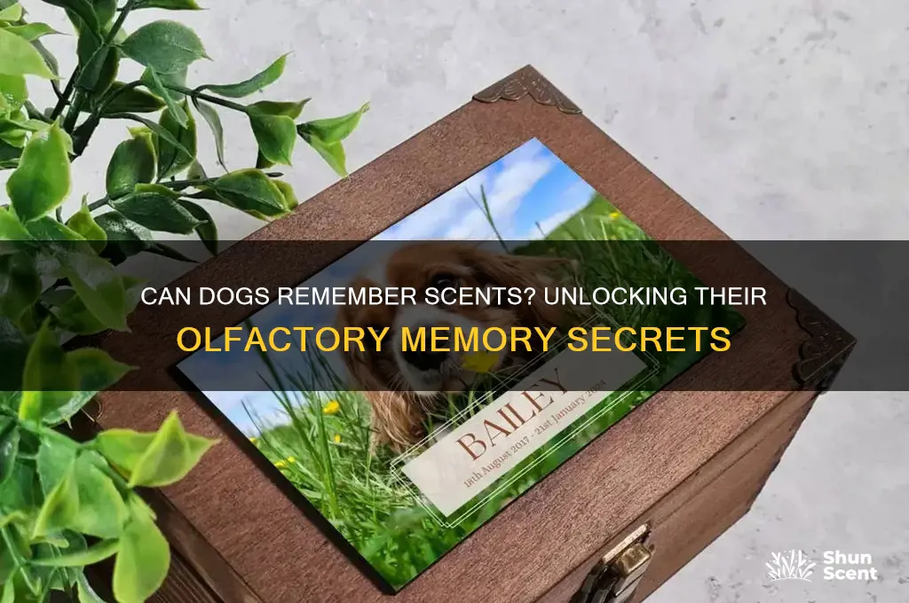 can dogs remember scents