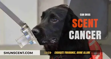 Can Dogs Sniff Out Cancer? Exploring Their Remarkable Scent Abilities