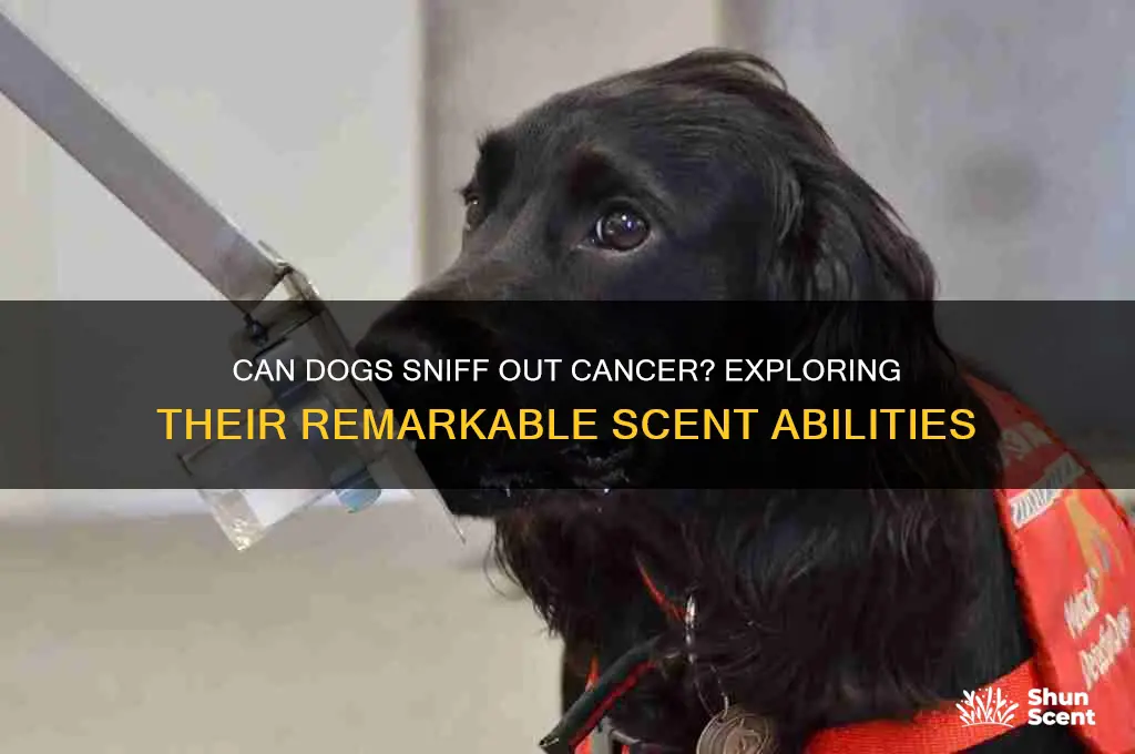 can dogs scent cancer