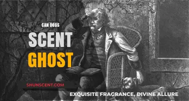 Can Dogs Detect Ghosts? Exploring Canine Scent Abilities and Paranormal Claims