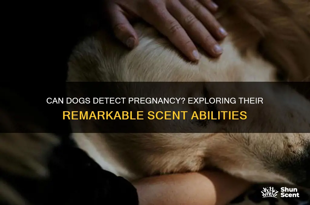 can dogs scent when your pregnant