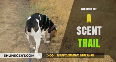 Can Dogs See Scent Trails? Unraveling Their Unique Olfactory Abilities