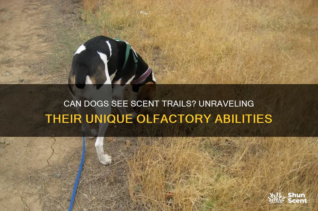 can dogs see a scent trail