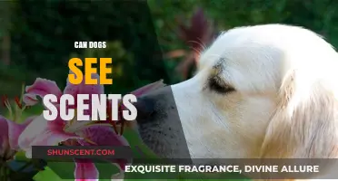 Can Dogs See Scents? Unraveling the Mystery of Canine Olfactory Vision