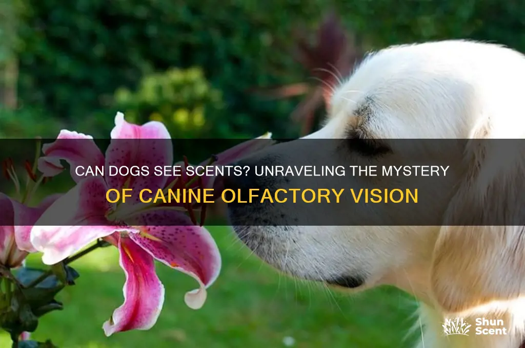 can dogs see scents