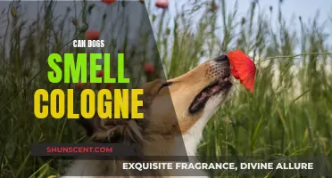 Dogs' Superpower: Can They Sniff Out Your Cologne?