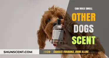 Can Dogs Smell Other Dogs' Scents? Uncovering Their Olfactory Abilities
