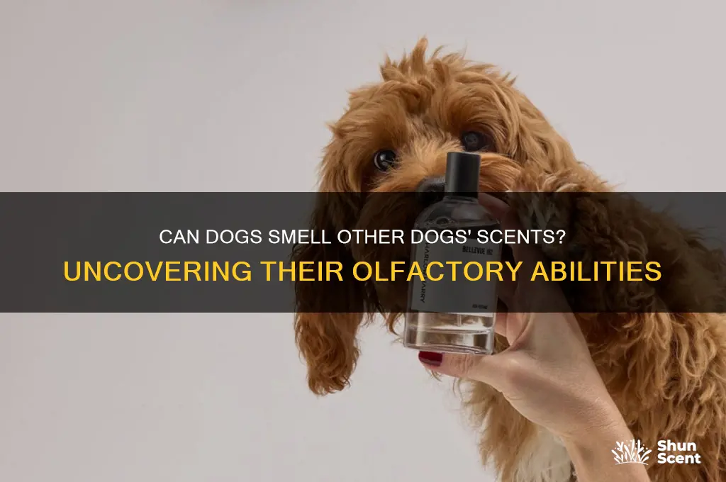 can dogs smell other dogs scent