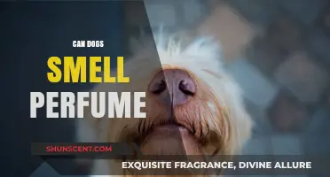 Dogs and Scents: Can They Smell Perfume?