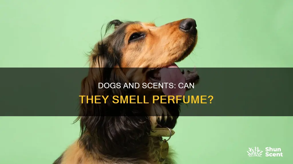 can dogs smell perfume