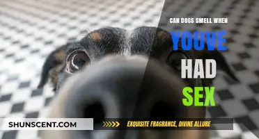 Can Dogs Really Detect When You've Been Intimate?
