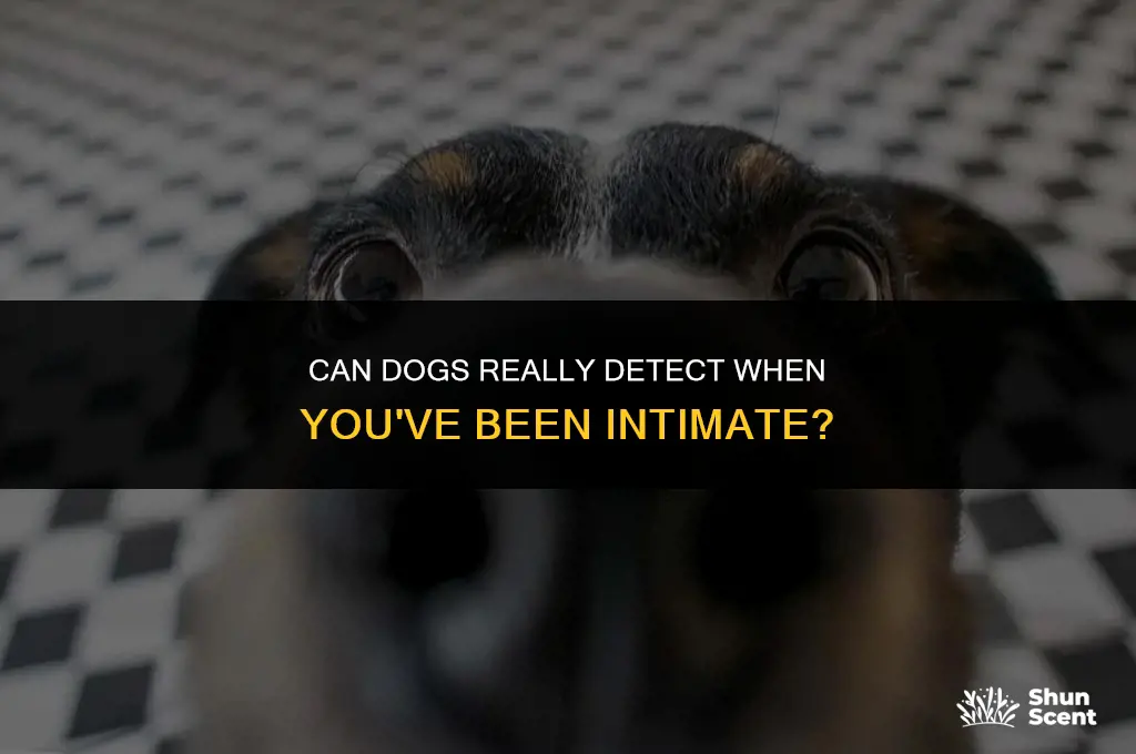 can dogs smell when youve had sex