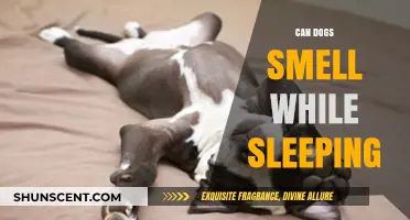 Do Dogs Dream of Scents? Exploring Canine Olfactory Abilities During Sleep