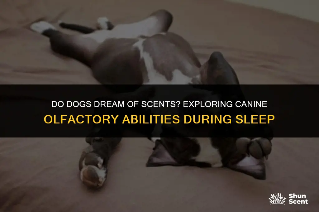 can dogs smell while sleeping