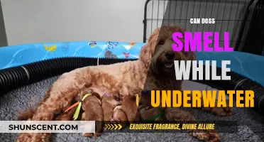 Exploring Canine Olfactory Abilities: Do Dogs Smell Underwater?