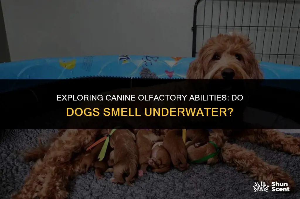 can dogs smell while underwater