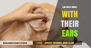 Exploring Canine Senses: Do Dogs Smell with Their Ears?