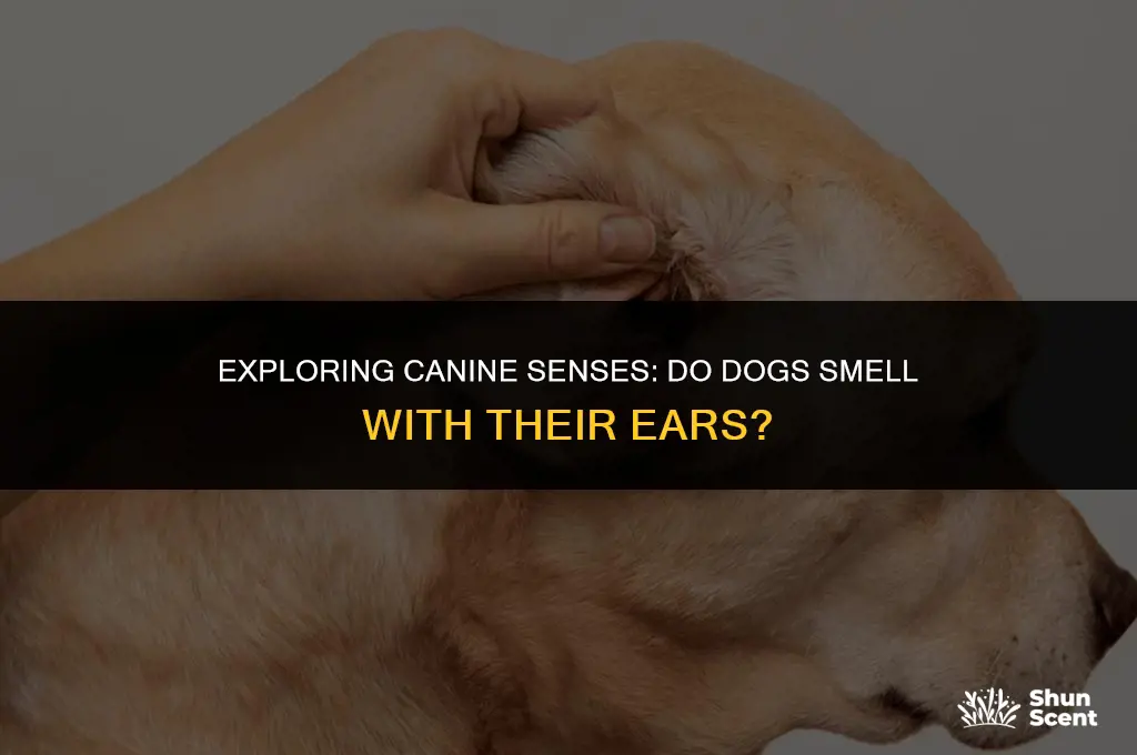 can dogs smell with their ears