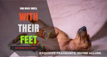 Exploring the Myth: Can Dogs Really Smell with Their Feet?