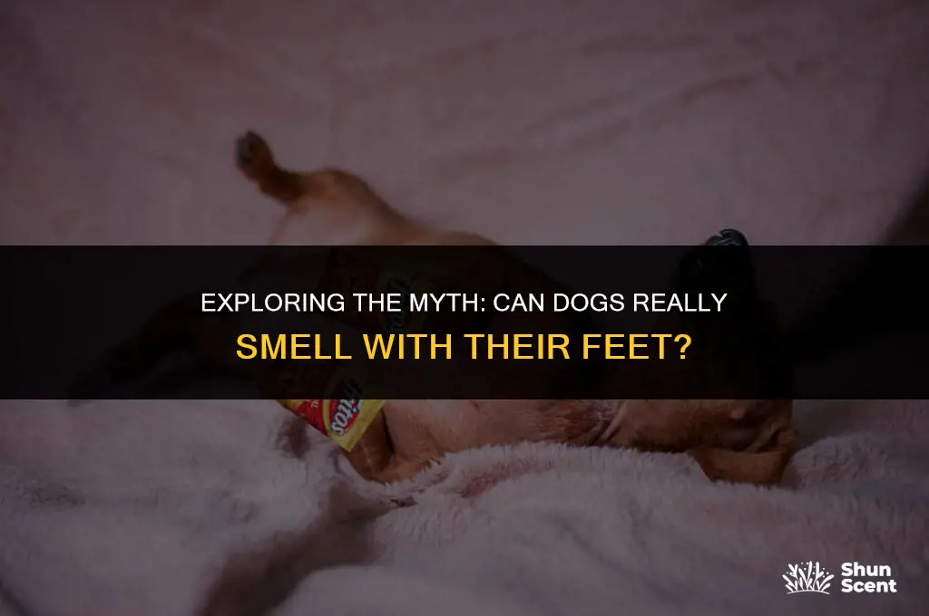 can dogs smell with their feet