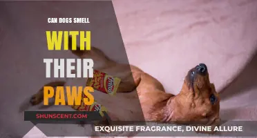 Exploring Canine Senses: Do Dogs Smell with Their Paws?