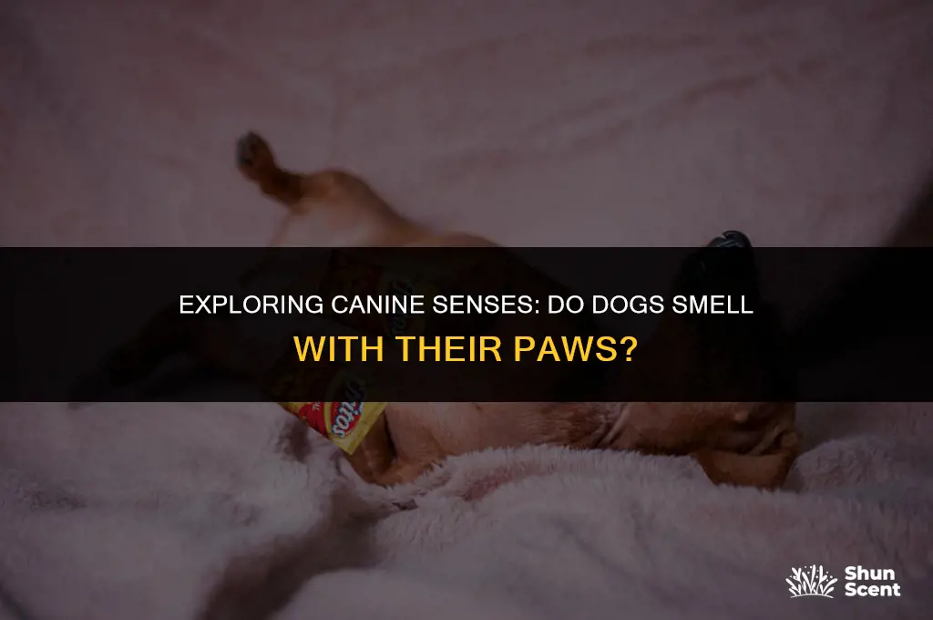 can dogs smell with their paws