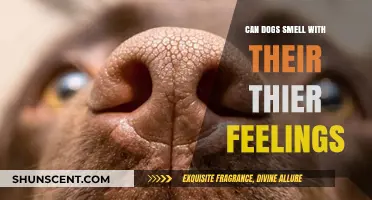 Decoding Canine Emotions: Do Dogs Smell with Their Feelings?