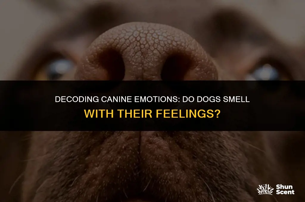 can dogs smell with their thier feelings
