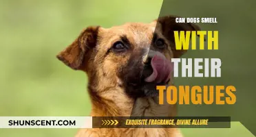 Decoding Canine Olfactory Secrets: Do Dogs Smell with Their Tongues?