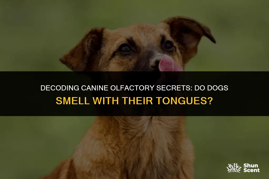 can dogs smell with their tongues