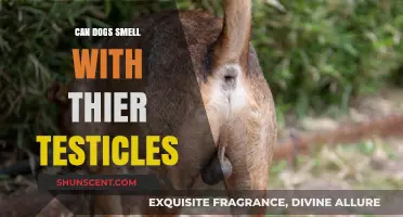 Exploring Canine Olfactory Abilities: Do Dogs Smell with Their Testicles?