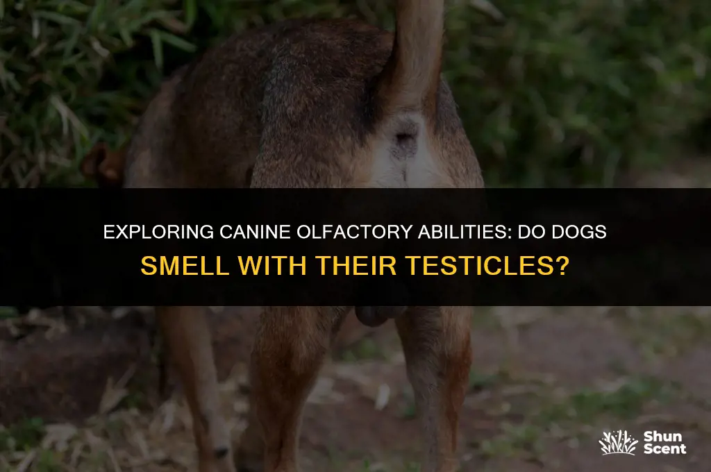 can dogs smell with thier testicles