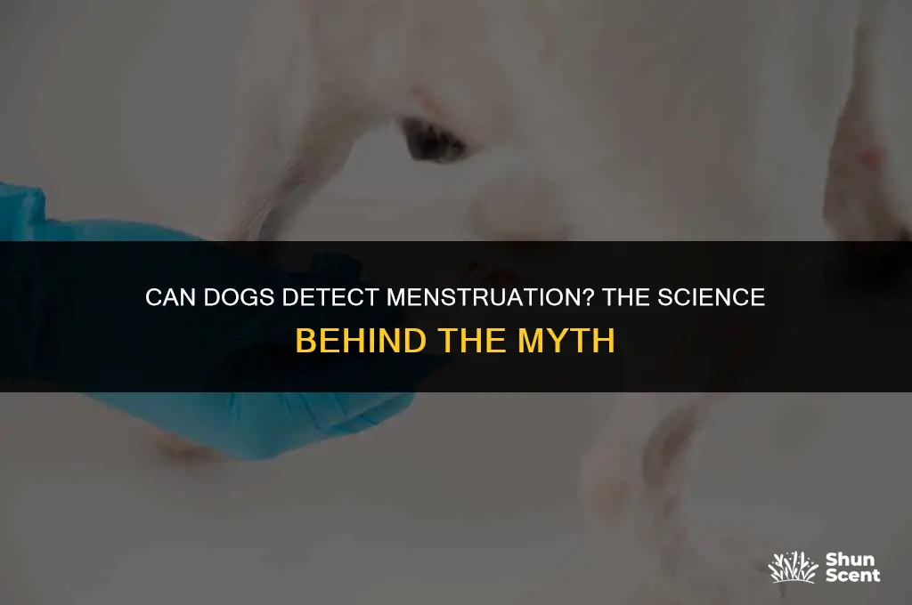can dogs smell woman