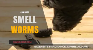 Can Dogs Smell Worms? Unveiling the Secrets of Canine Olfaction