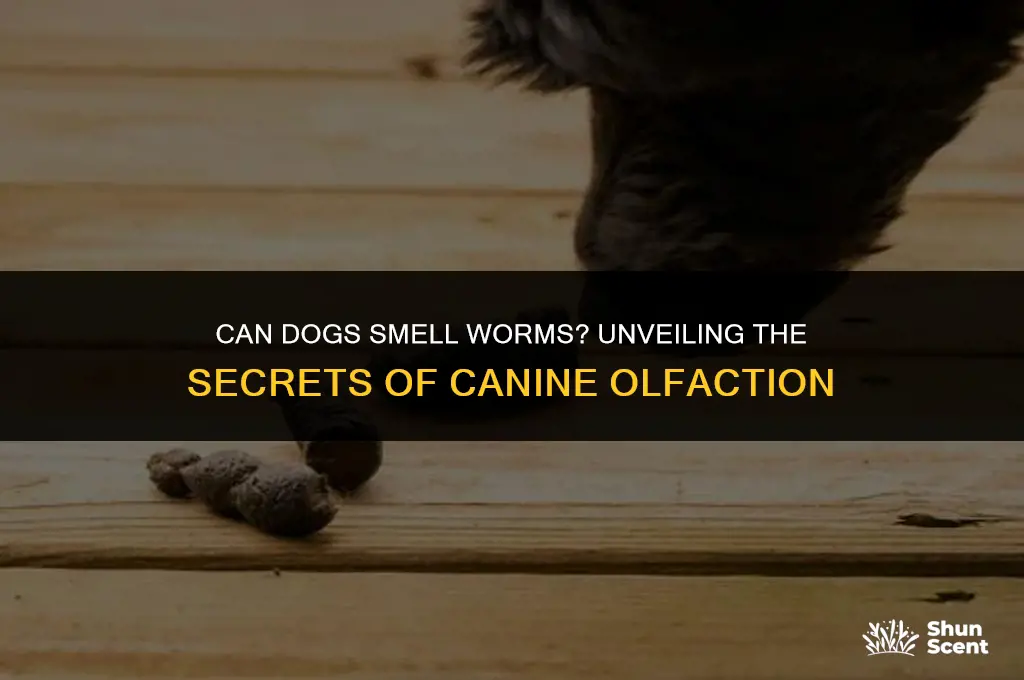 can dogs smell worms