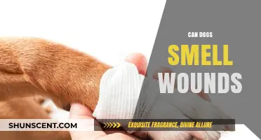 Can Dogs Smell Wounds? The Surprising Truth About Their Scent Abilities