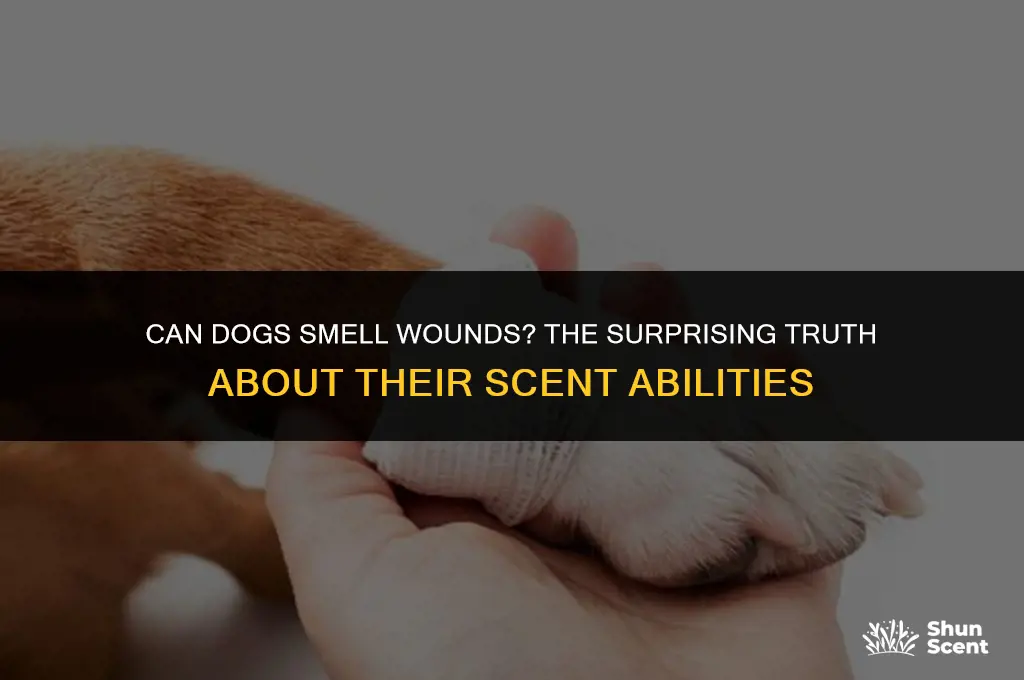 can dogs smell wounds