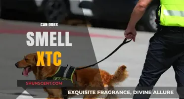 Canine Detection: The Truth About Dogs and XTC
