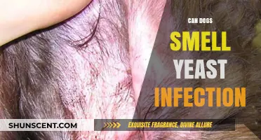 Can Dogs Detect Yeast Infections? Exploring Their Incredible Sense of Smell