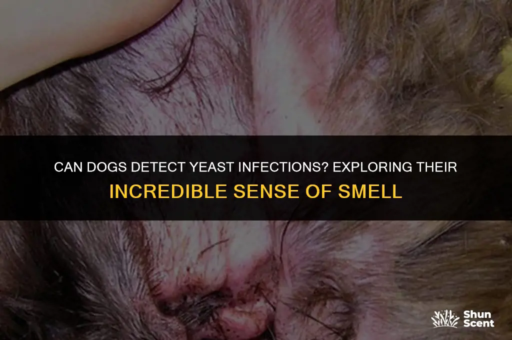 can dogs smell yeast infection
