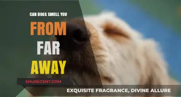 Can Dogs Smell You from Afar? Unraveling the Canine Sense of Smell