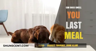 Decoding Canine Olfactory Abilities: Can Dogs Smell Your Last Meal?