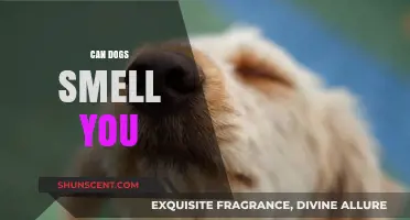Can Dogs Smell You? Unveiling the Secrets of Their Incredible Sense of Smell