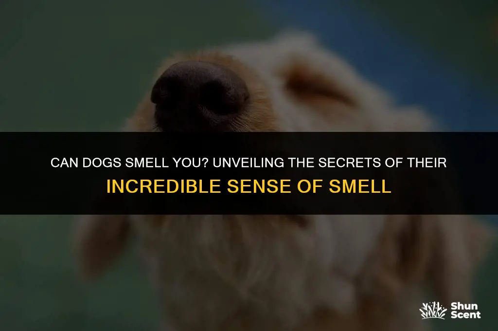 can dogs smell you