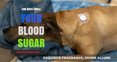 Can Dogs Detect Blood Sugar Levels? Exploring the Science Behind It
