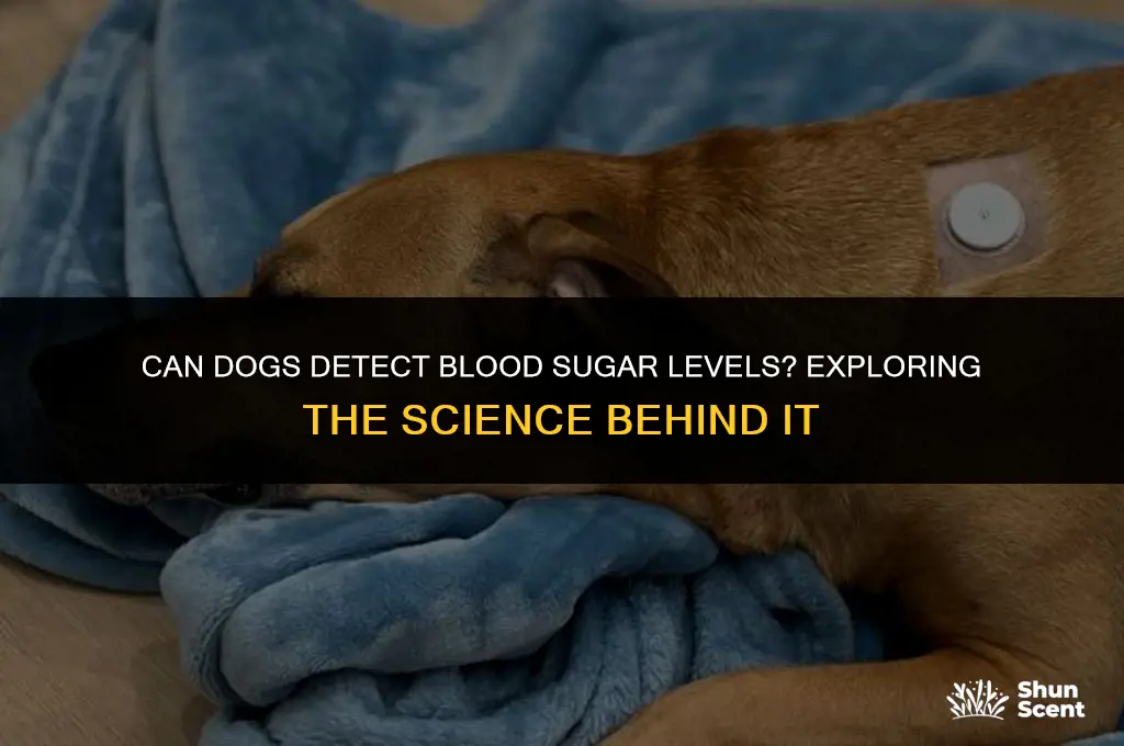 can dogs smell your blood sugar