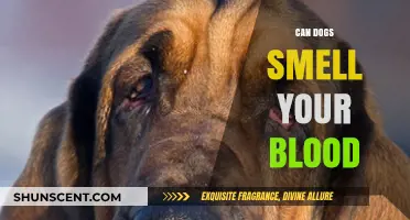 Can Dogs Smell Your Blood? Unveiling the Canine Sense of Smell