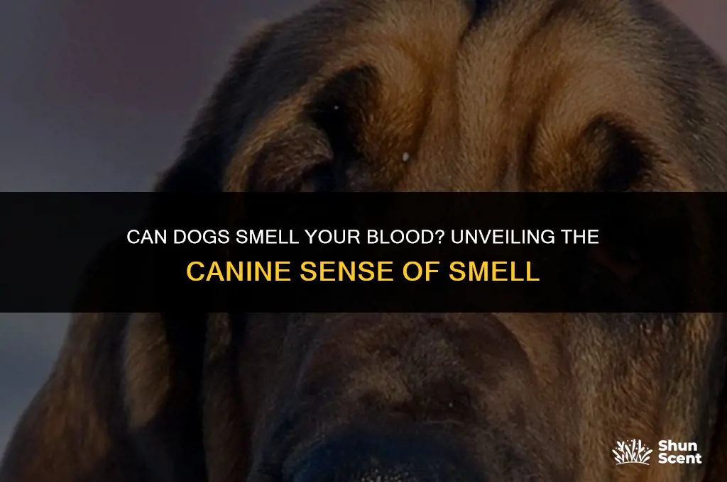can dogs smell your blood